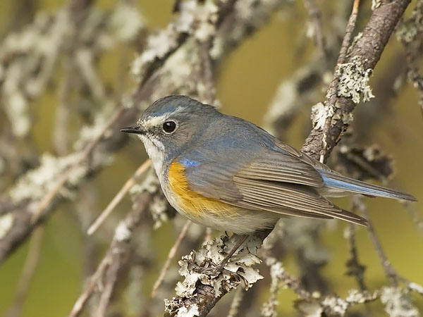 Sinipyrstö, Red-flanked Bluetail, Tarsiger cyanurus